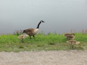 Mother Goose with goslings